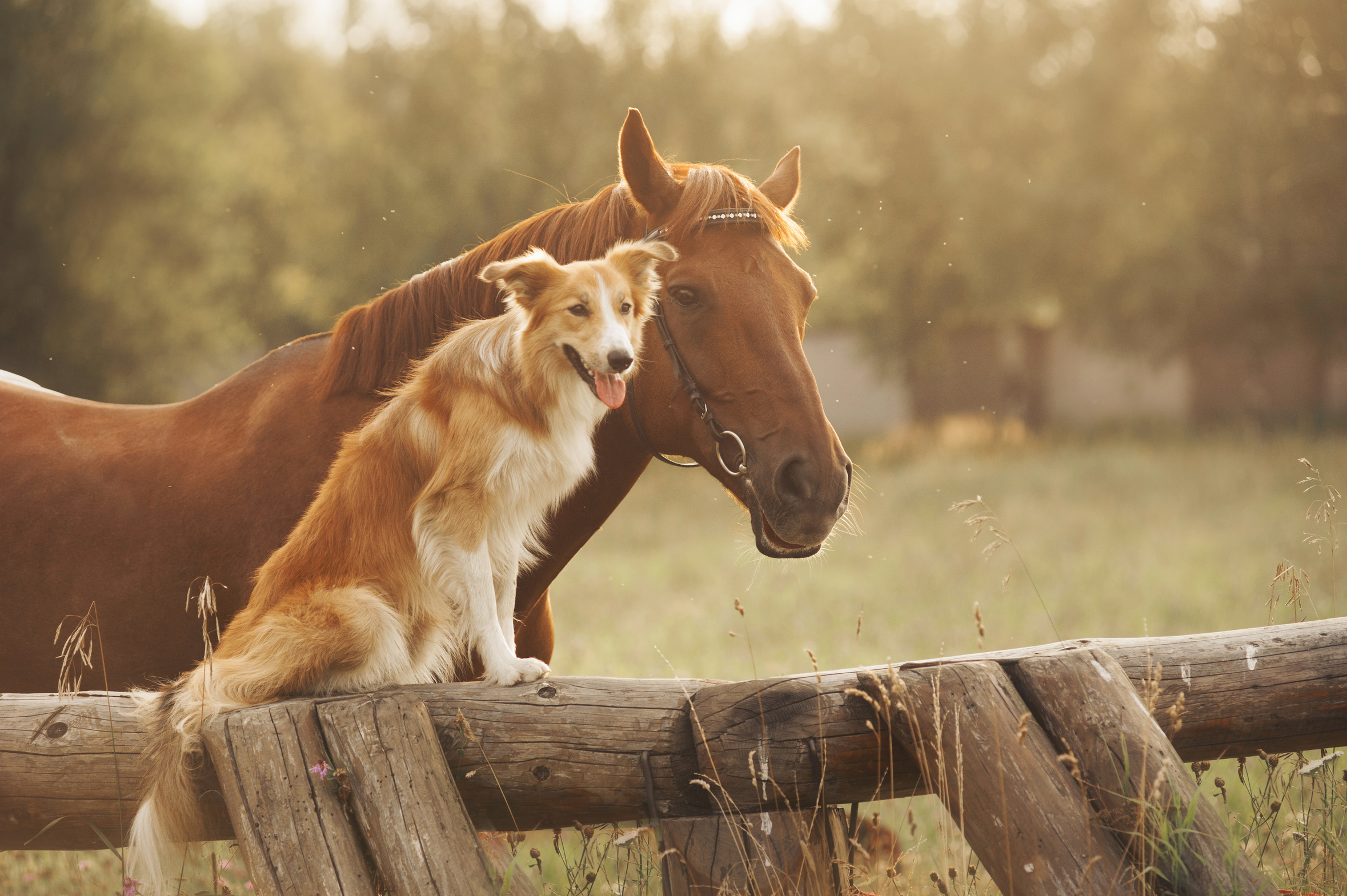 Compagnons et compagnie votre fabricant de soins 100% naturels sans additif pour chiens & chevaux