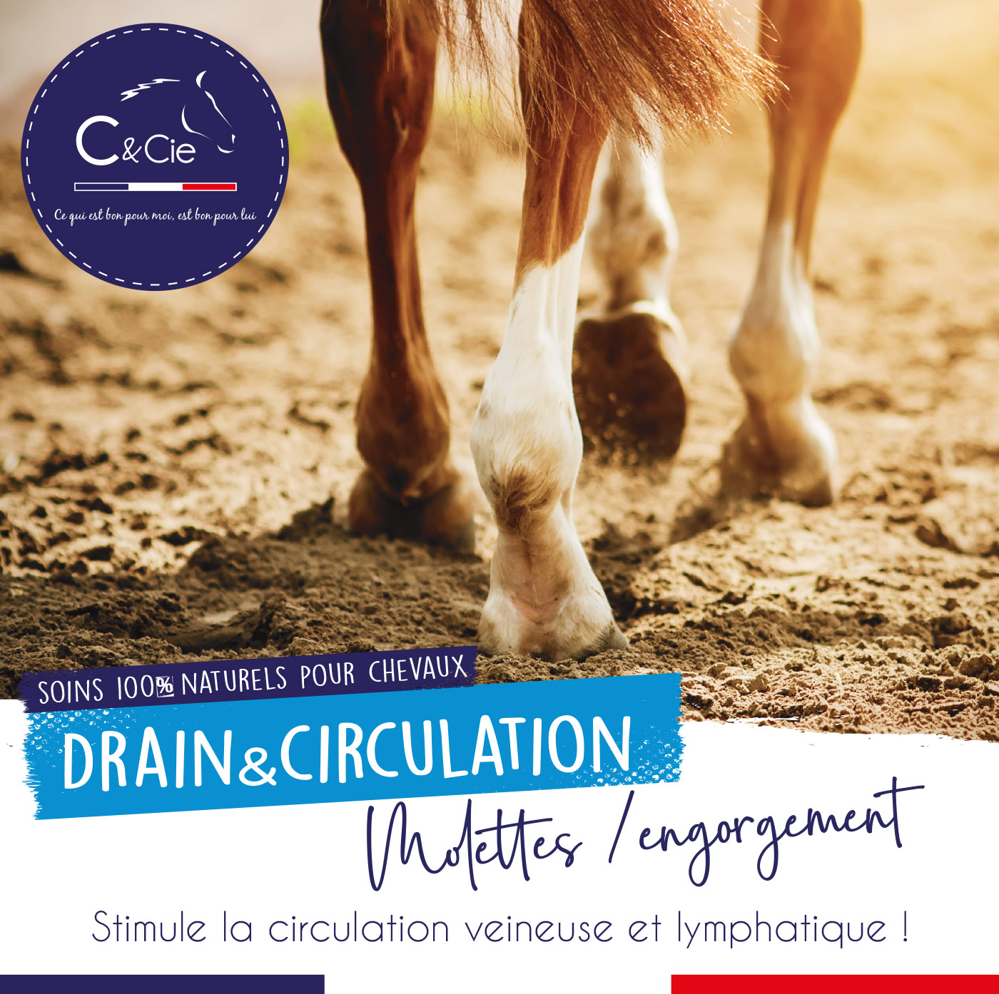 engorgement cheval