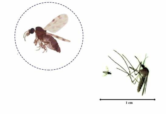 Culicoïdes, genre de moucheron piqueur plus petit que le moustique. Dermite estivale