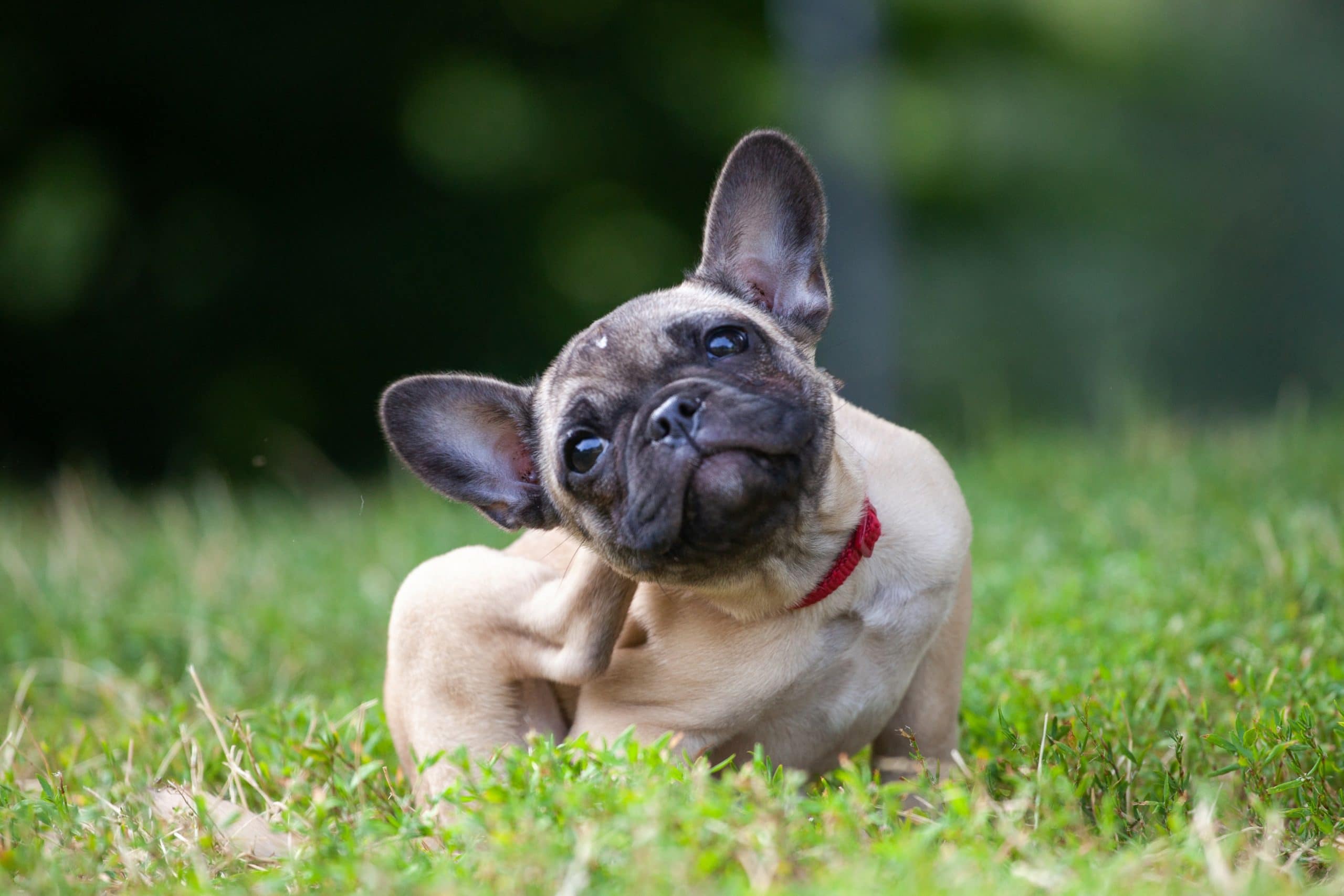 Mon chien se gratte : comment réagir et calmer les démangeaisons ? 1 Mon chien se gratte