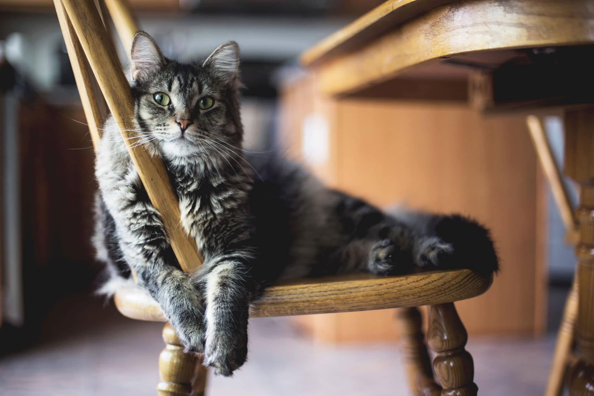 Chat allongé sur une chaise