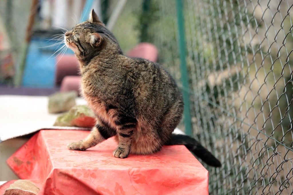 Chat : 2 remèdes anti-puces maison