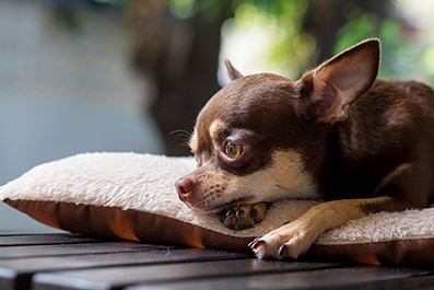 toux inversée chien