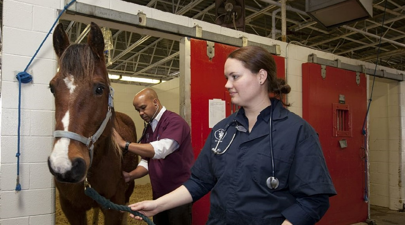 veterinaire cheval