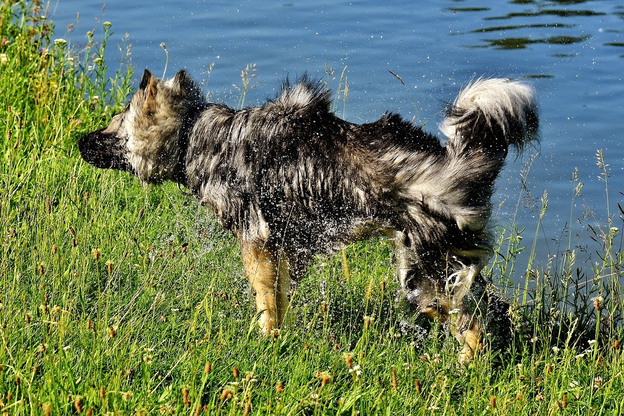 chien qui se secoues