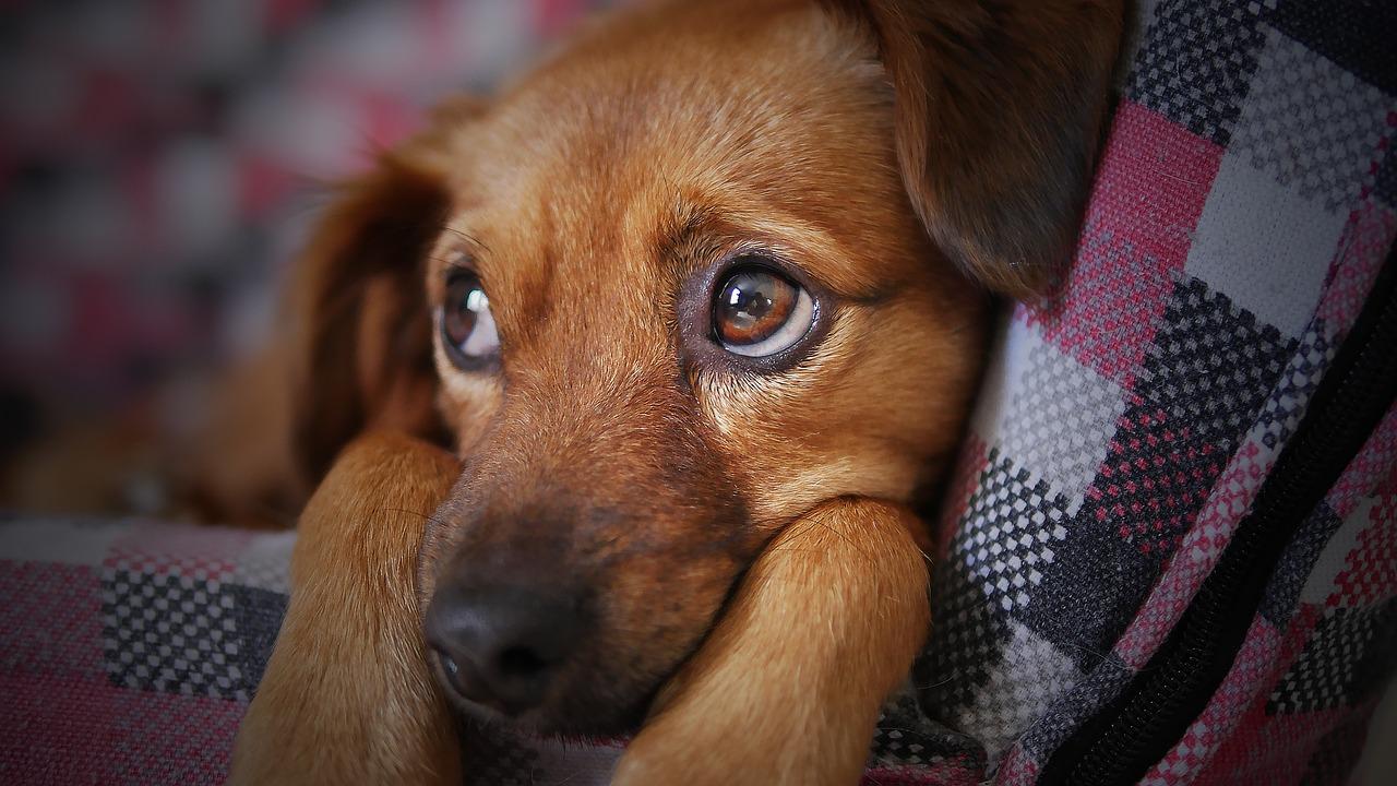 Les signes pour détecter la conjonctivite chez le chien