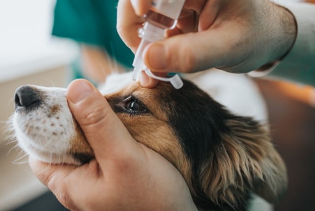 goutte oeil chien