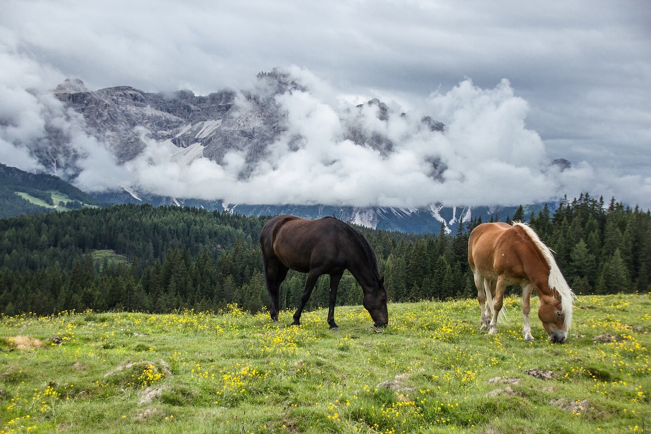 alimentation cheval