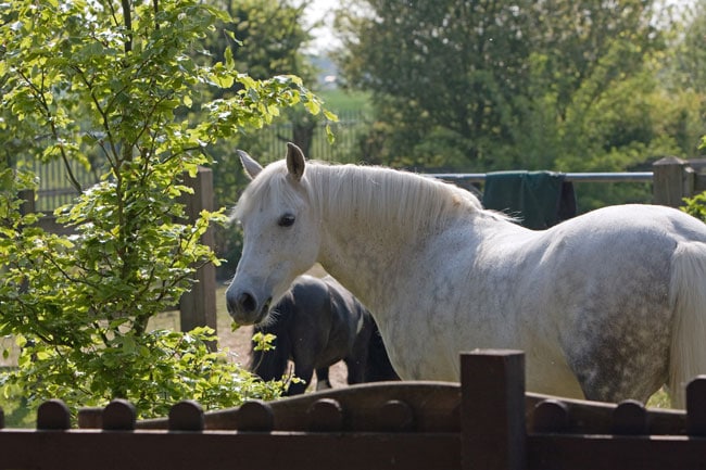 pretty horse