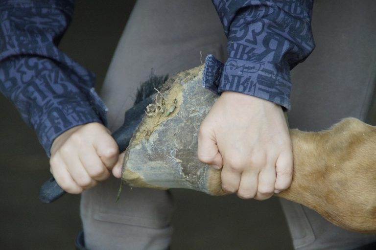 Sabot de cheval fendu, quelles sont les causes et comment le soigner