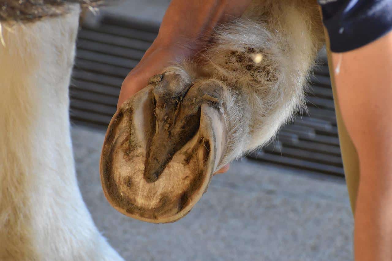 Sabot de cheval fendu, quelles sont les causes et comment le soigner ?