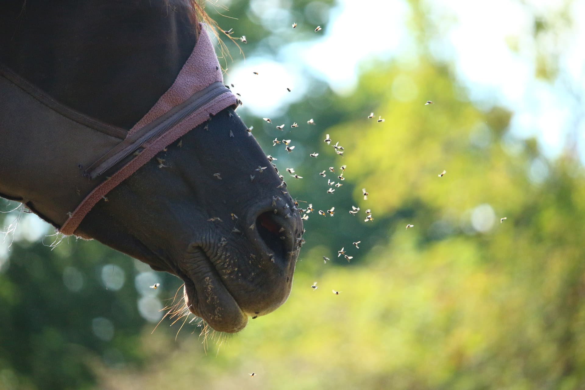 astuces anti mouches cheval