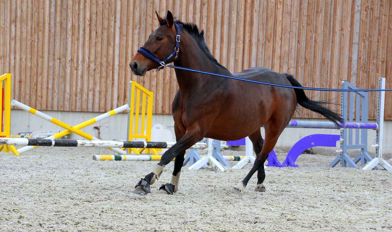 travail cheval