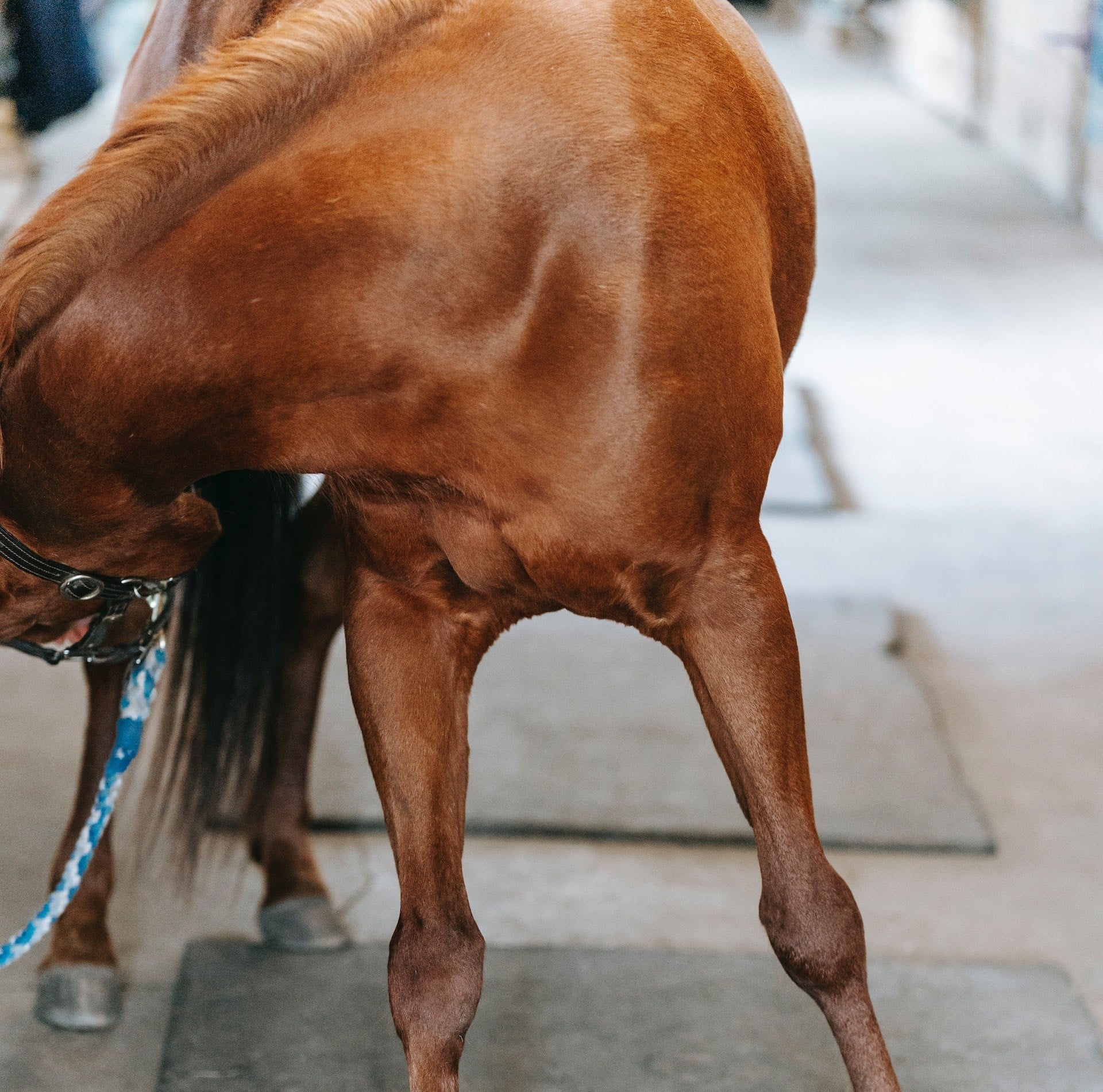 cheval qui se gratte2