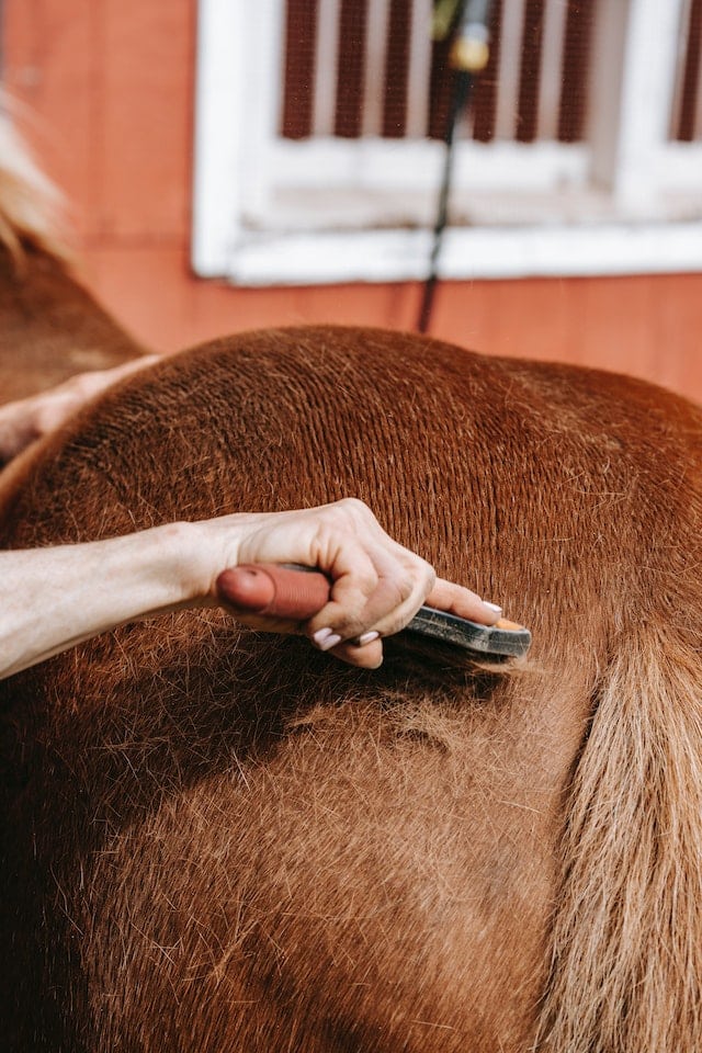 brosser son cheval