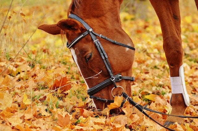 cheval au paturage