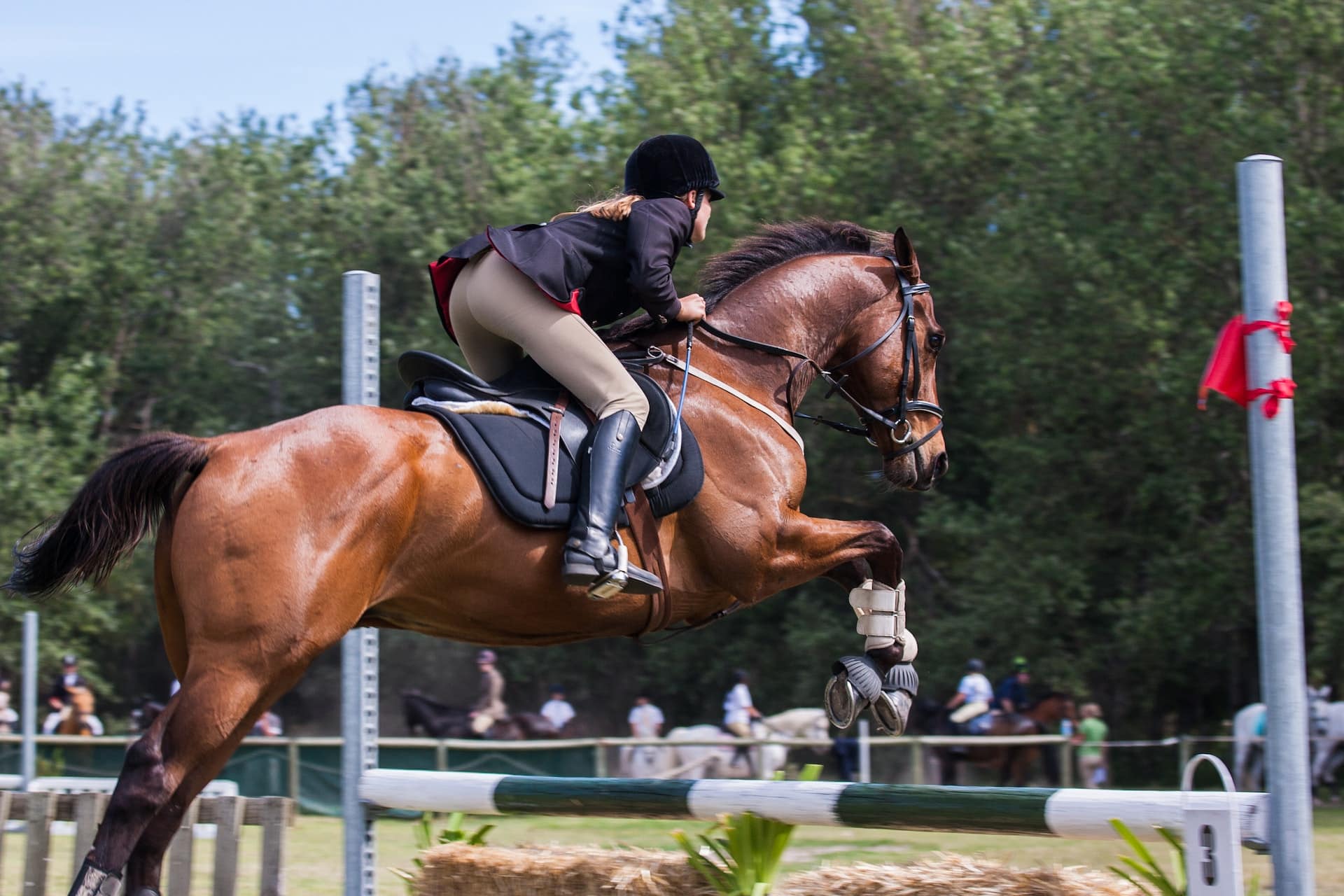 cheval en concours