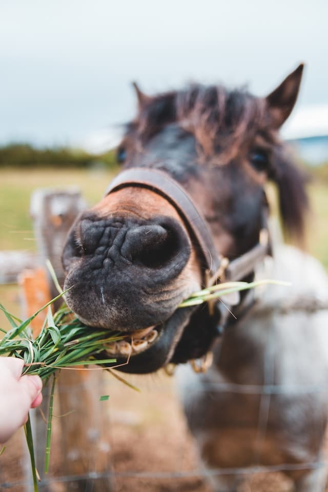 donner a manger a un cheval