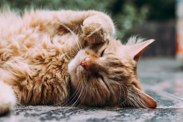 chat dehors