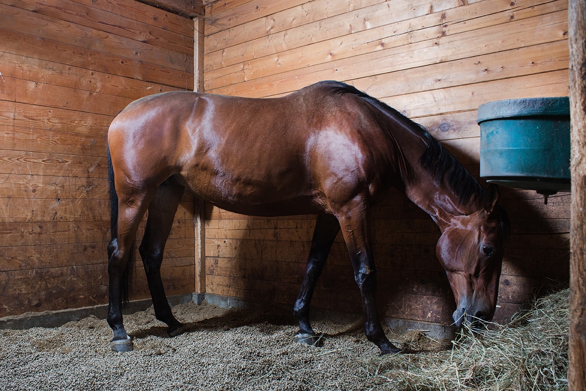 Cheval Box propre