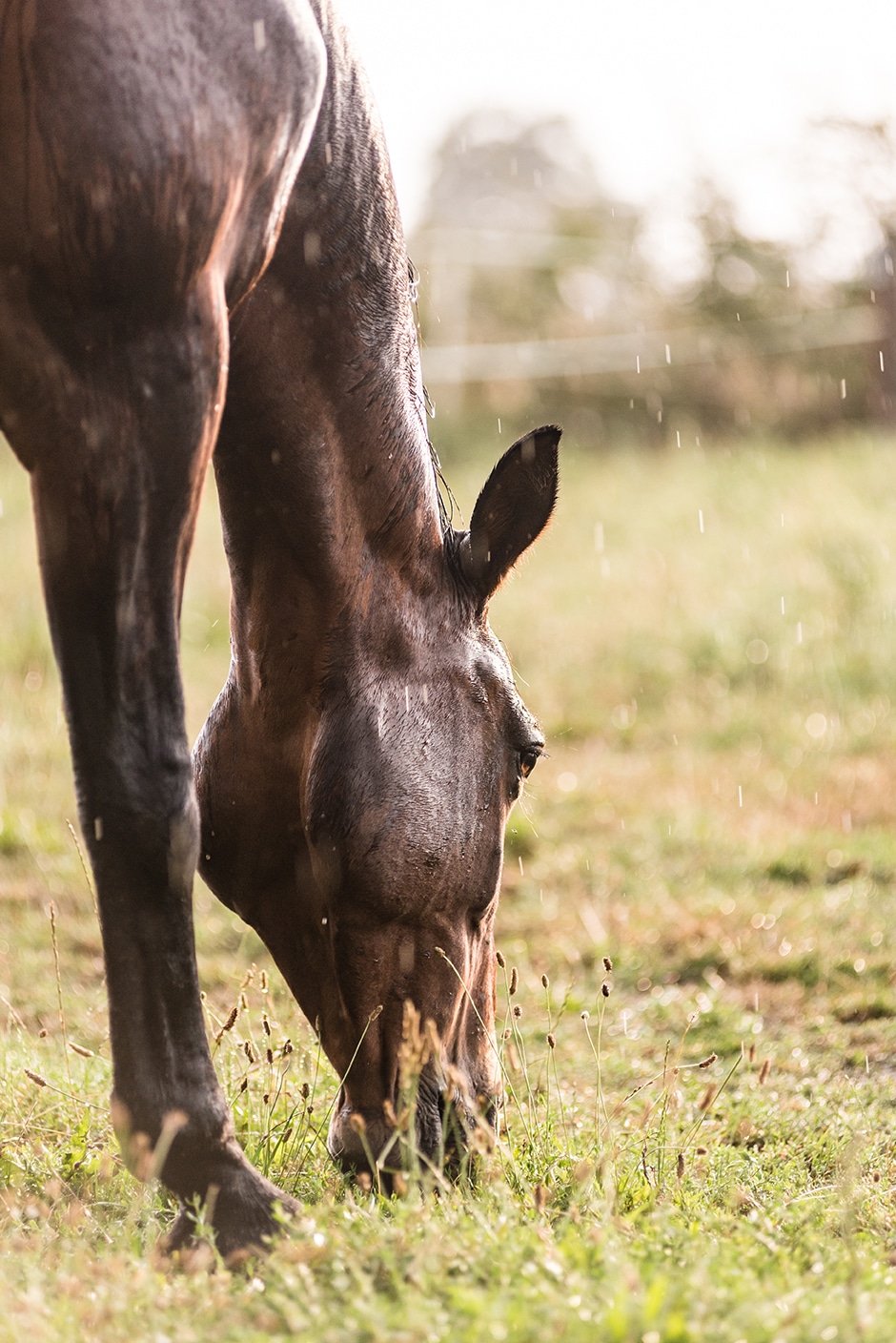 Parasite cheval au pre