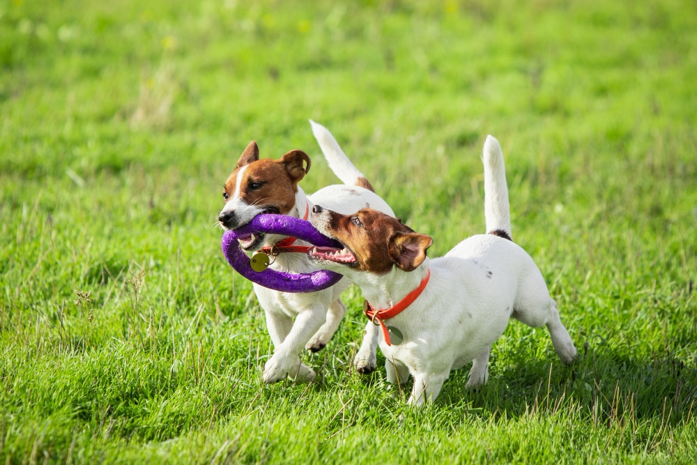 chien sportif effectuant lors course au leurre competition