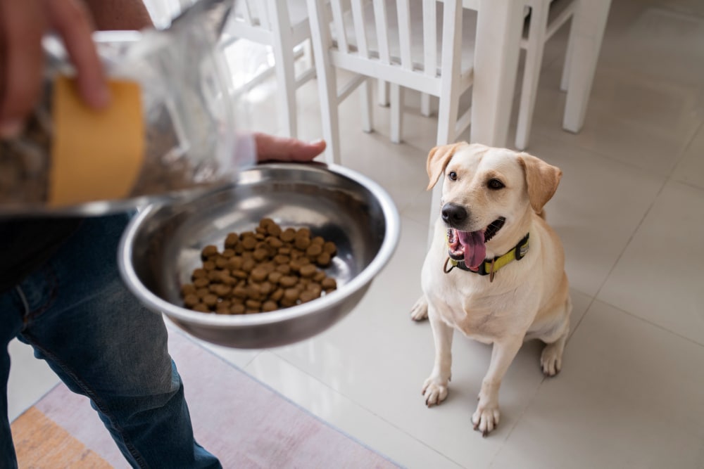 proprietaire servant nourriture dans bol son chien 1