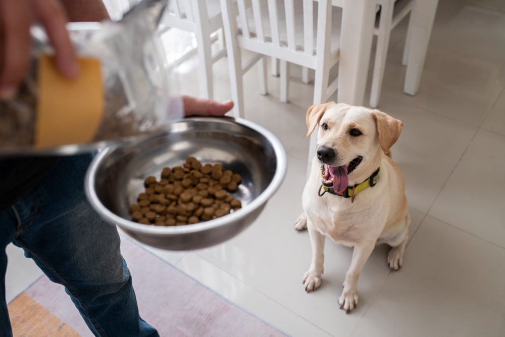 Complément alimentaire pour chien sportif et chiots 100% naturel