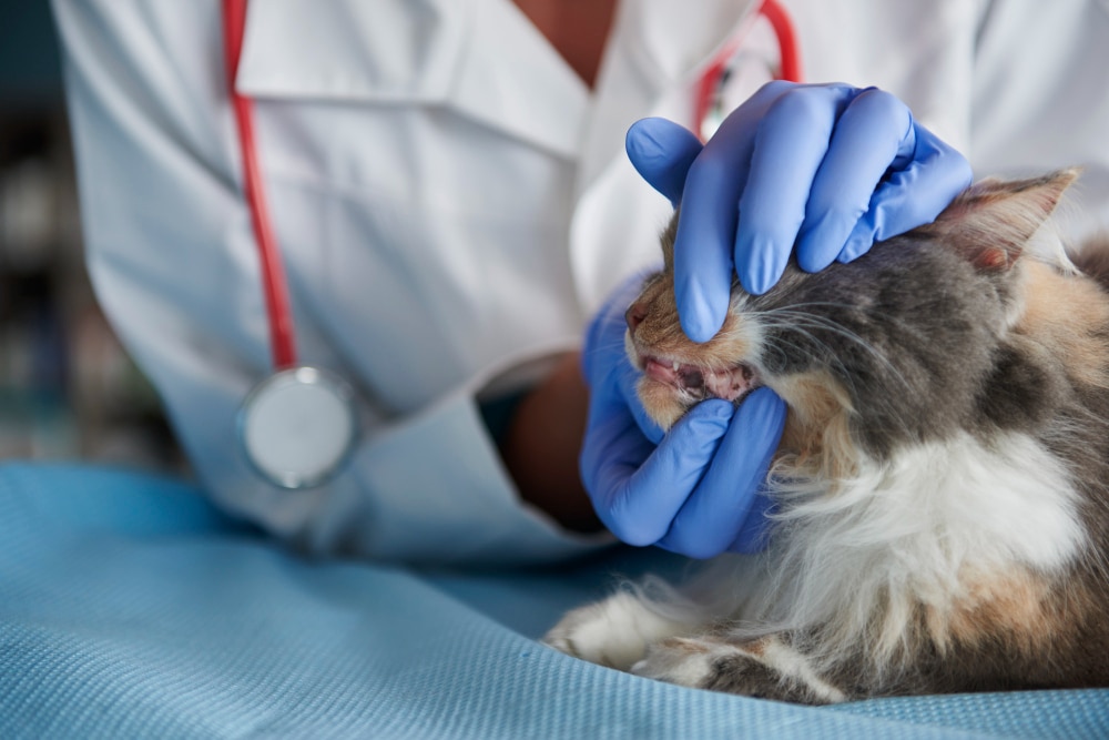 veterinaire verifie dents du chat