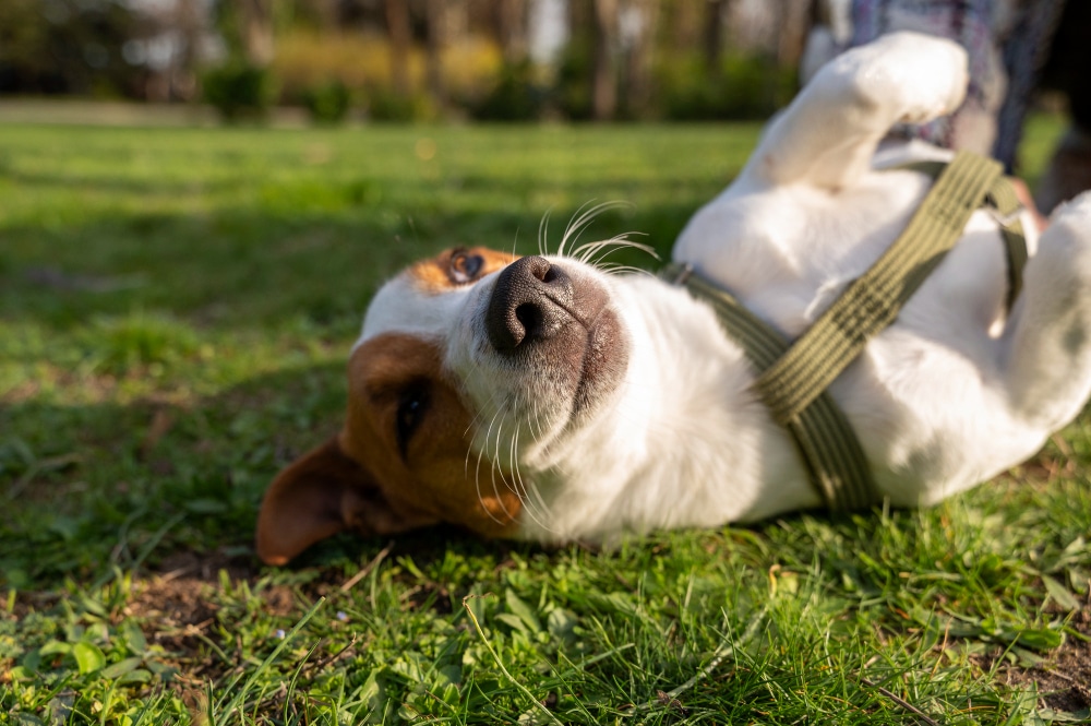 vue chien mignon profitant du temps dans nature au parc