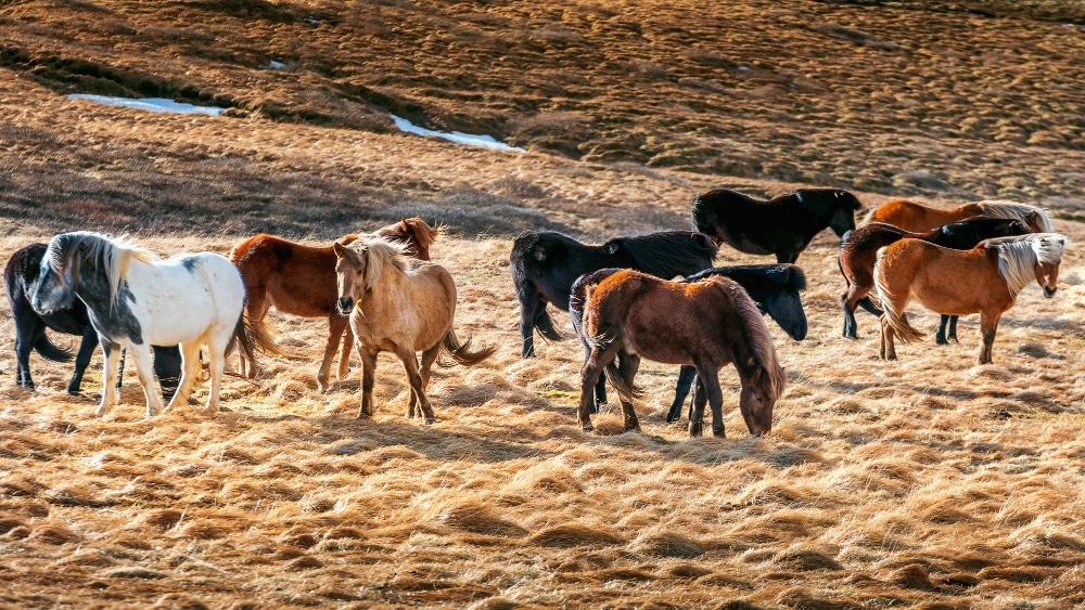 chevaux islandais groupe