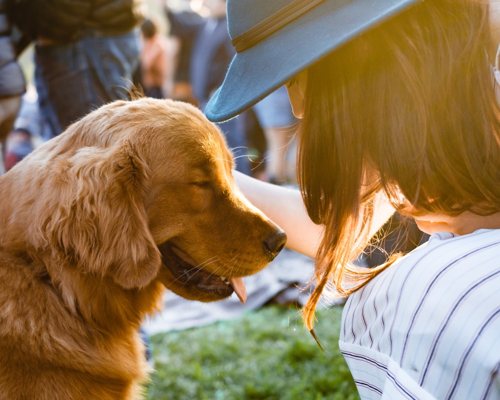 femelle dans chapeau caresser adorable chien retriever brun mignon