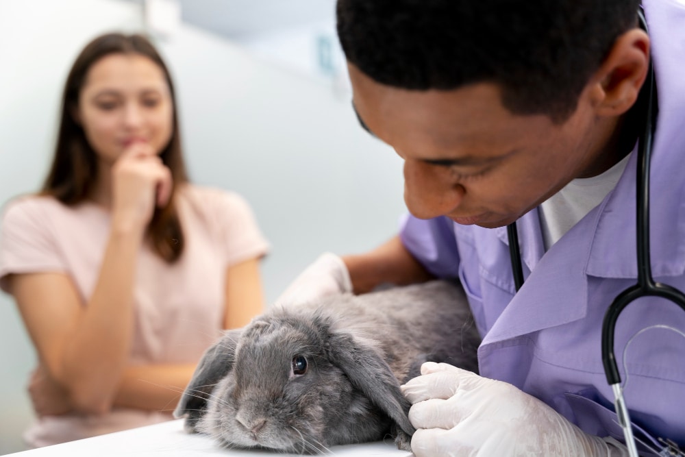 gros plan veterinaire prenant soin animal compagnie