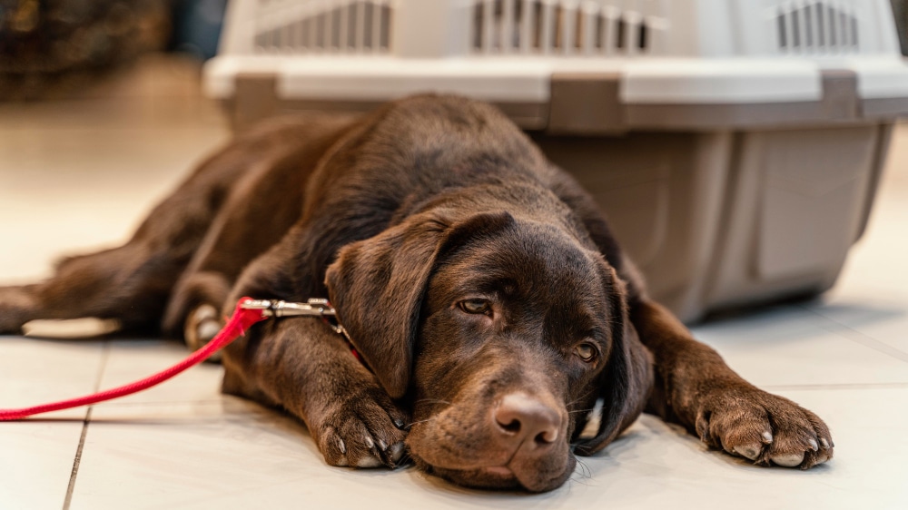 chien brun mignon animalerie