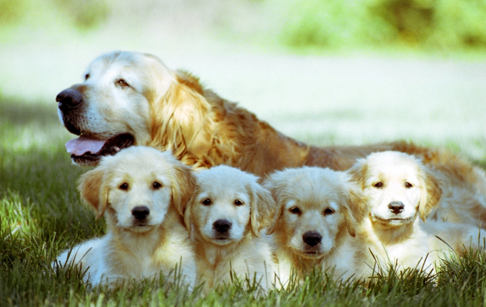 coup mise au point peu profonde vieux golden retriever quatre chiots reposant sol herbe