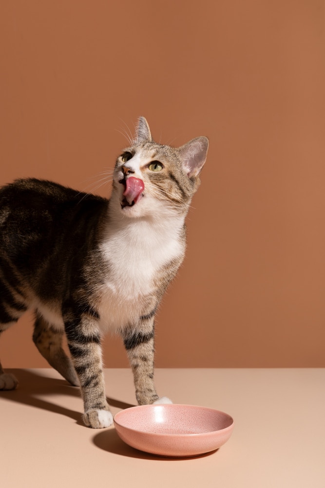 vue adorable chat mangeant sa nourriture