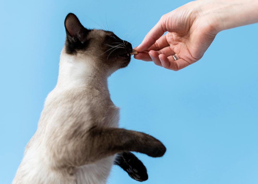 donner une friandise a un chat