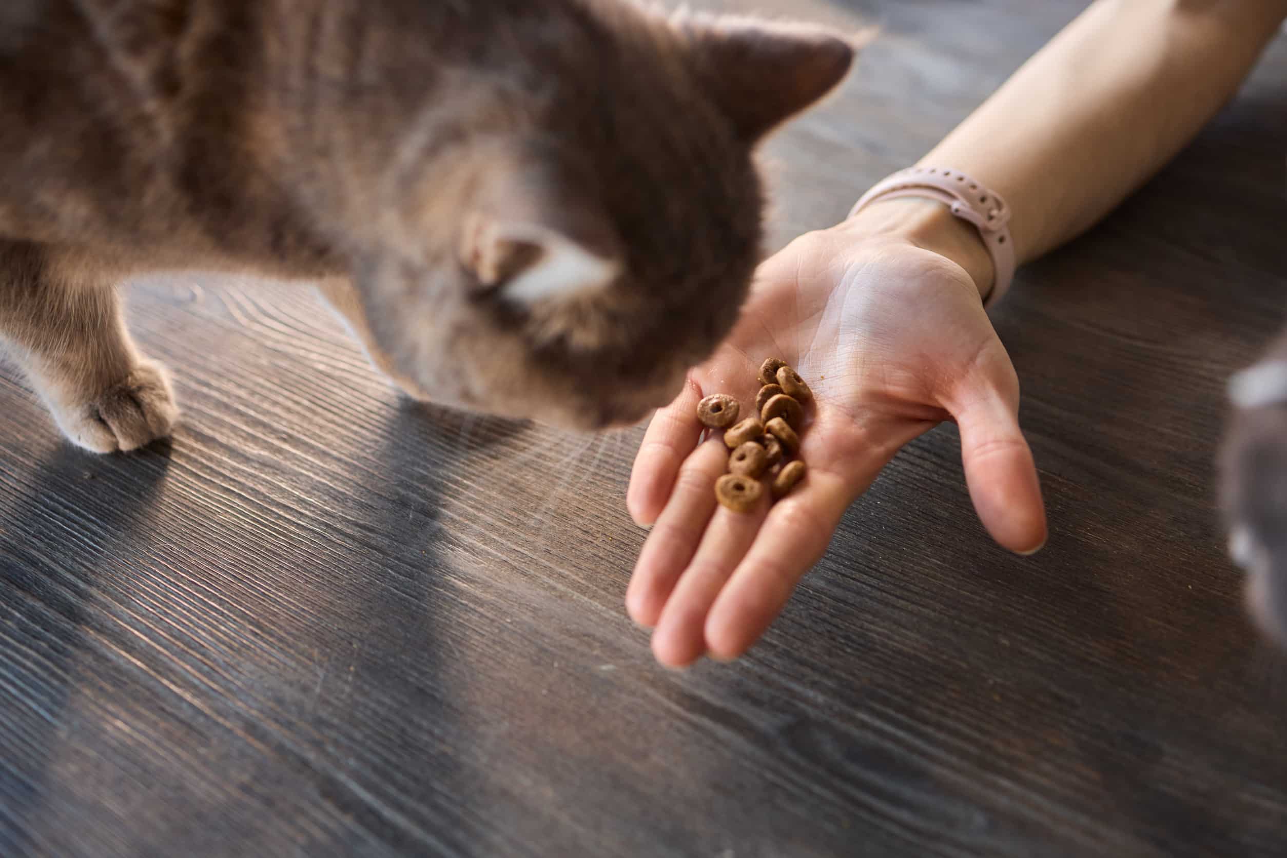 Comment récompenser son chat de manière saine et équilibrée ? 1 donner des friandises a son chat 1