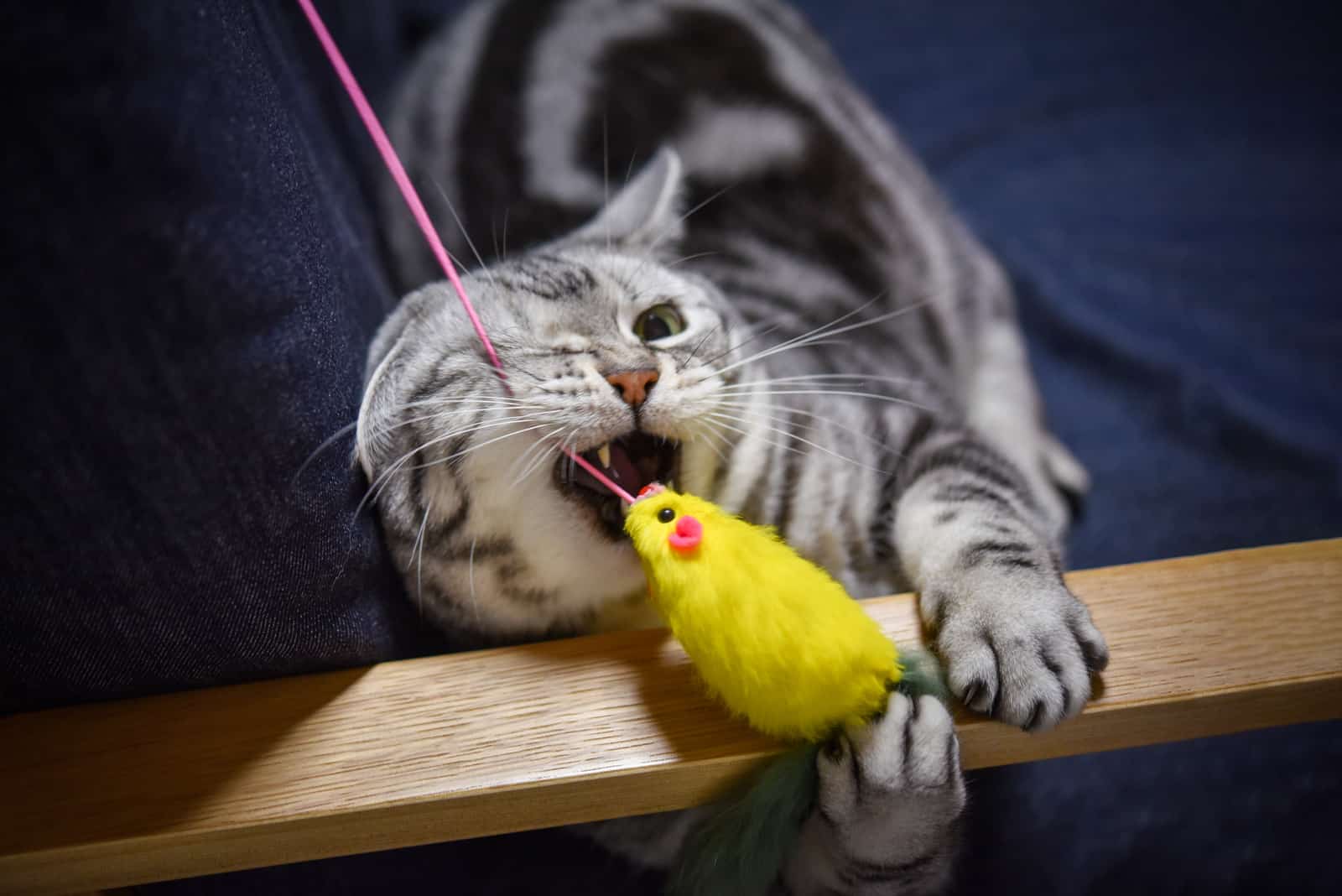jouer avec son chat